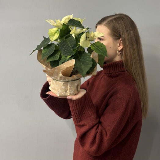 Пуансеттия рождественский цветок в подарочном пакете