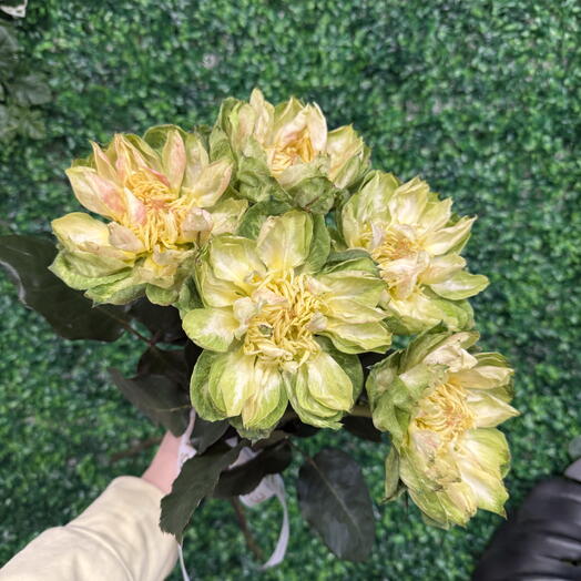 Пионовидные розы Вегги 5 штук 💚