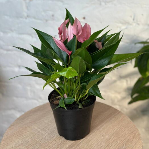 Антуриум Лили