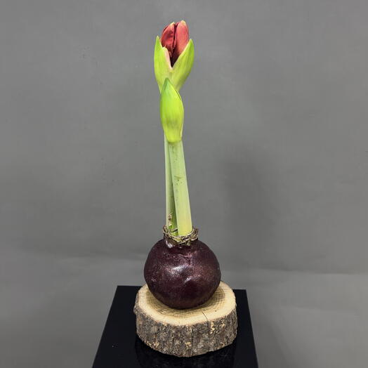 Большая луковица Амариллиса