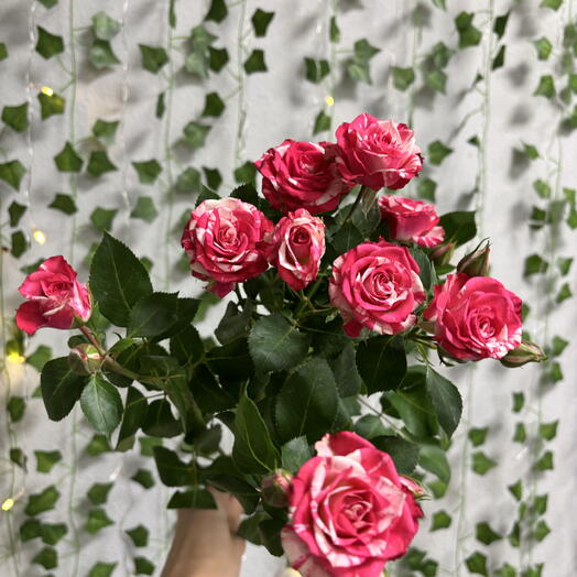 Кустовая роза Файер Воркс