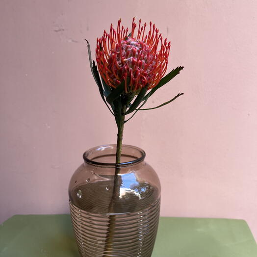 Leucospermum (nutan)