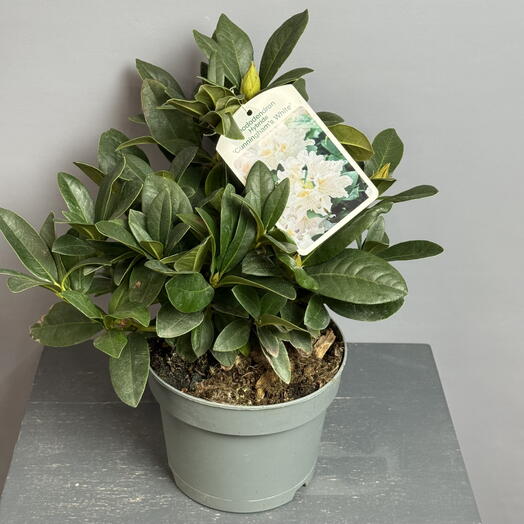 Рододендрон белый 🤍