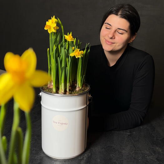 Нарциссы в ведре