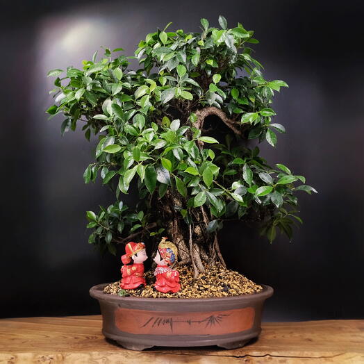 Бонсай Фикус, 80см, 65 лет