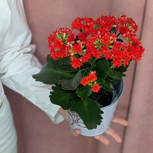 Комнатное растение каланхое красный