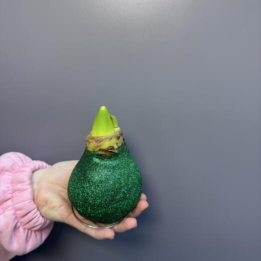 Амариллис в воске