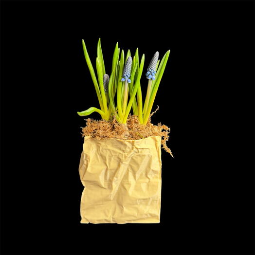 Композиция с первоцветами мускарями в кашпо / Цветущие цветы мускари