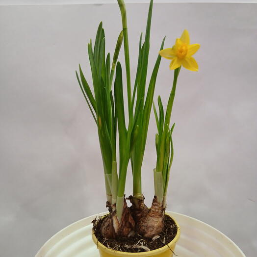 Нарциссы в горшке