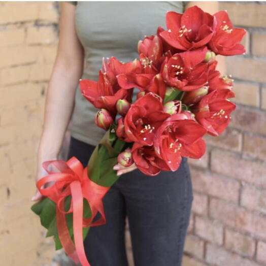 9 красных амариллисов