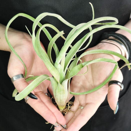 Тилландсия Курли Слим (Tillandsia Сurly Slim)