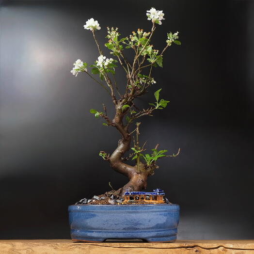 Бонсай Яблоня, 60см, 20 лет