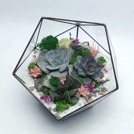 Florarium with succulents "Velvet tenderness" Icosahedron 18cm