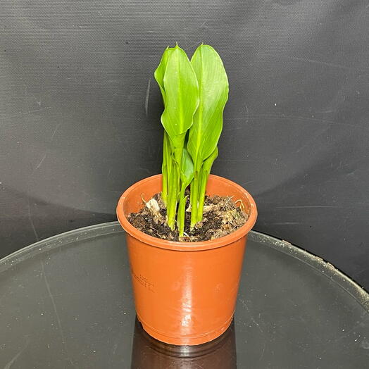 Калла белая Одесса