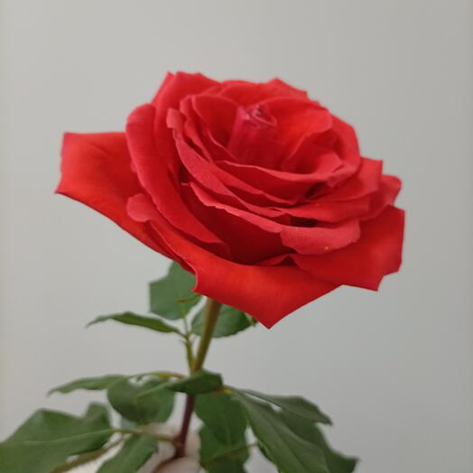 роза нина