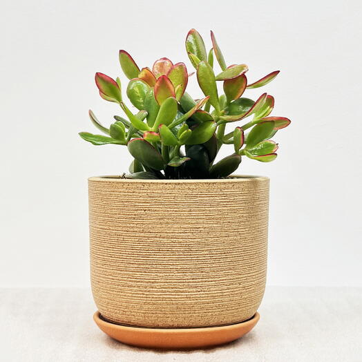 Денежное дерево, Крассула Сансет в кремовом керамическом горшке с поддоном, высота 20-25см