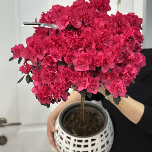 Азалия Штамп невероятный красоты