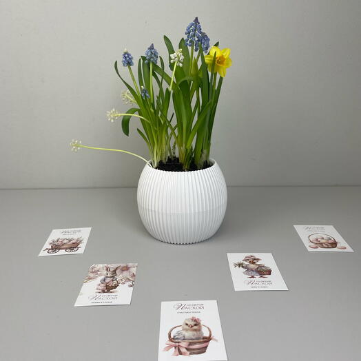 Композиция пасхальная из нарцисса, синих и белых мускари