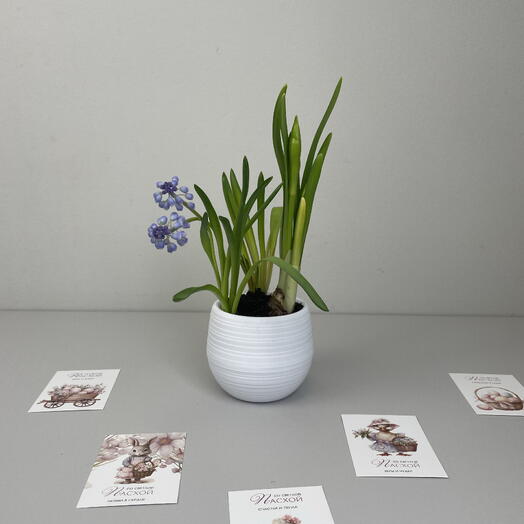 Композиция пасхальная из нарцисса и синих мускари