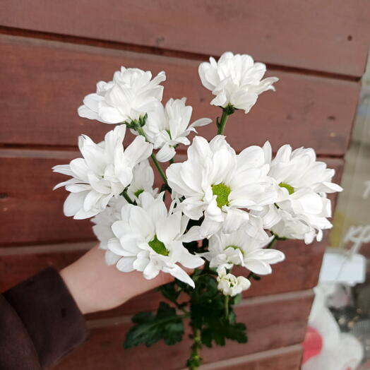 Ромашка