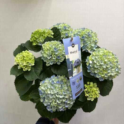 Hortensias en macetas )