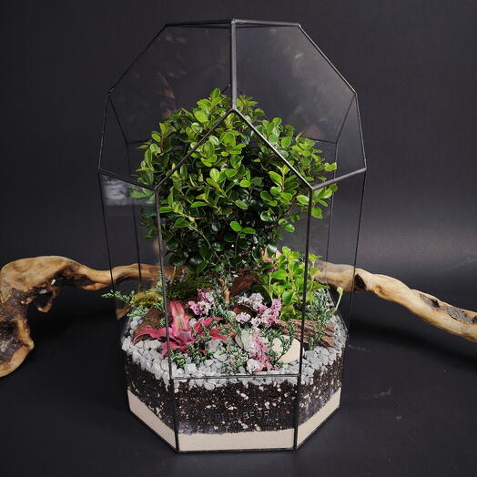 Флорариум с мирсиной африканской "Дерево счастья"