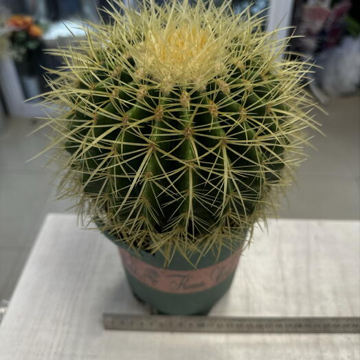 Кактус гигант 🌵