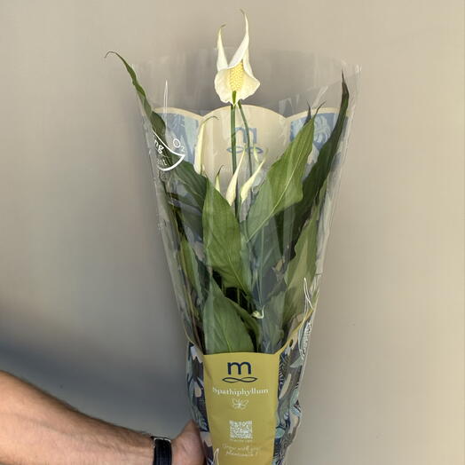 Спатифиллум (Spathiphyllum)