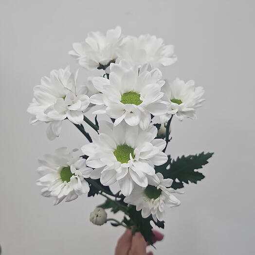 Хризантема кустовая