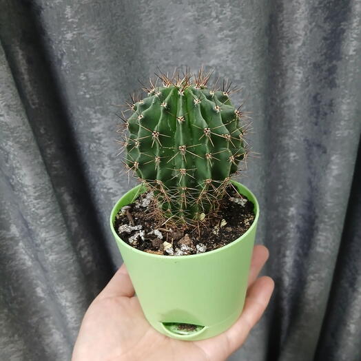 🌵 Кактус