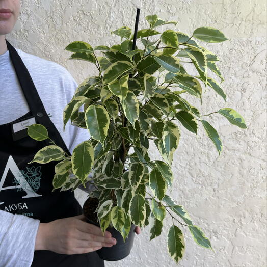 Фикус Бенджамина «Анастасия» (Ficus benjamina  Anastasia