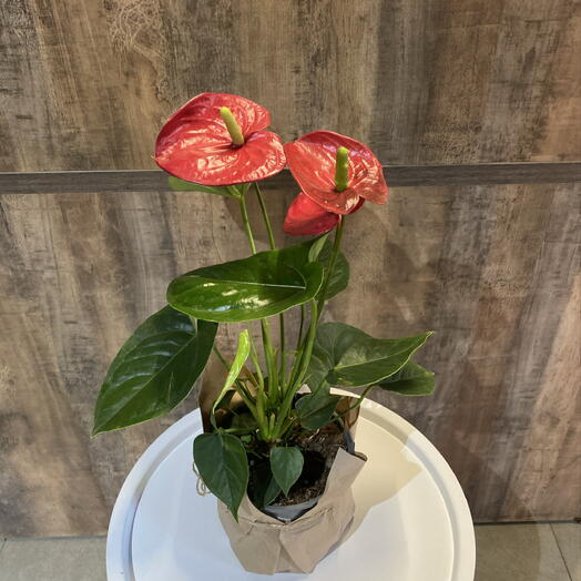 Антуриум Колорадо (Anthurium Colorado