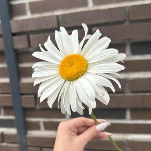 Крупная ромашка🌼