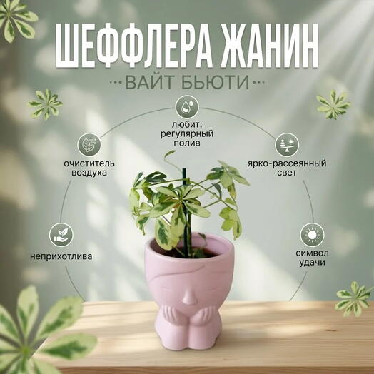 Шефлера Жанин