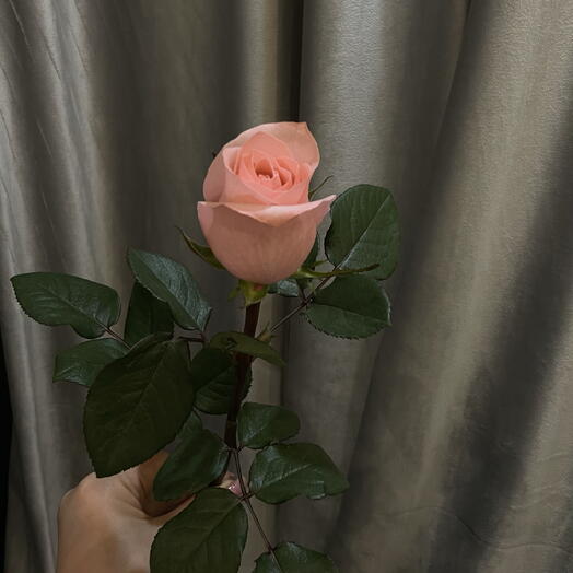 Роза Би Свит 🌸