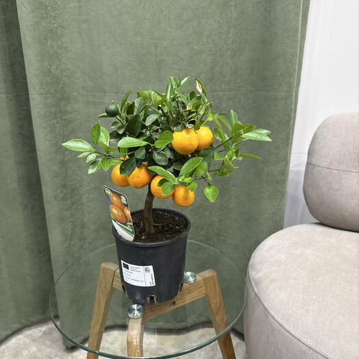 Цитрус Calamondino
