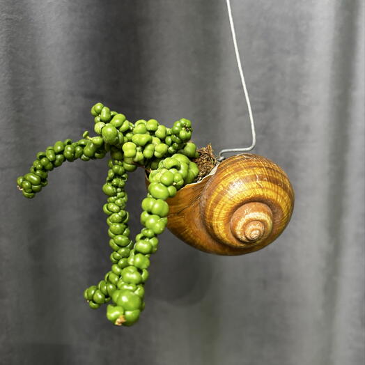 Дисхидия Снейли (Dischidia Snaily) в ракушке