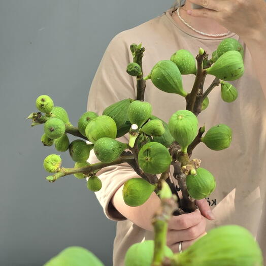 Веточки инжира 🌿