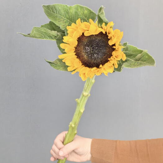 Подсолнух 🌻🌻