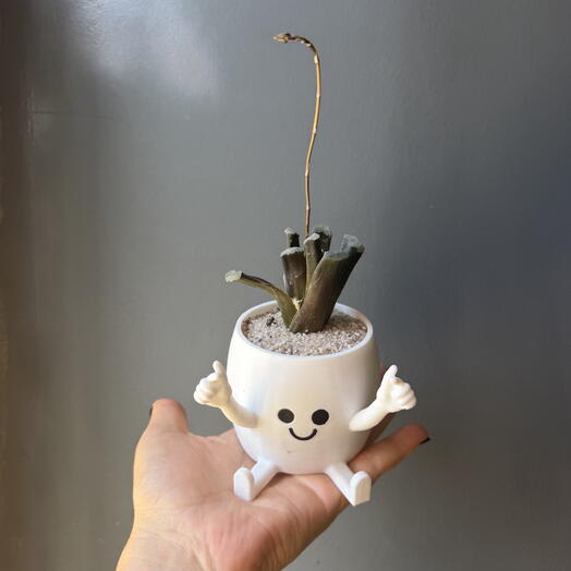 Суккулент