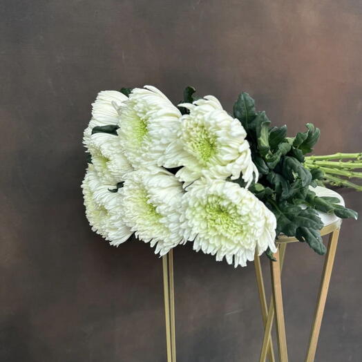 Пачка одноголовой хризантемы Magnum 10 шт