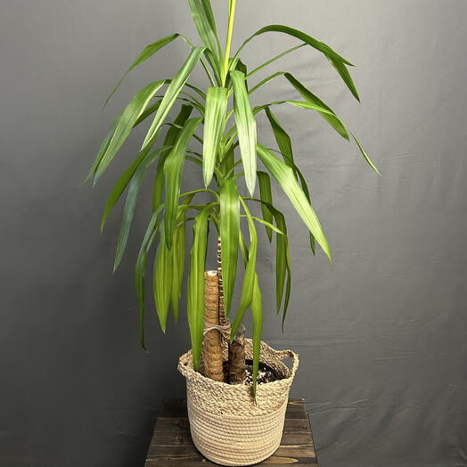 Юкка (Yucca) в стильном кашпо