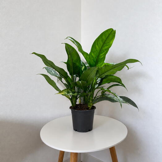 Aglaonema ‘Maria  – Lush   Effortless Greenery
