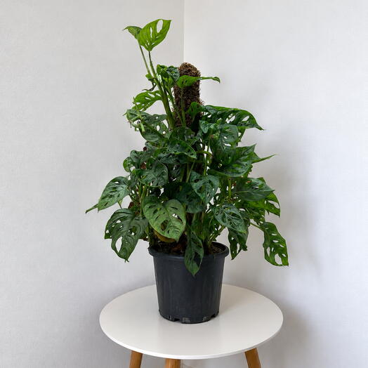 Monstera Monkey Mask