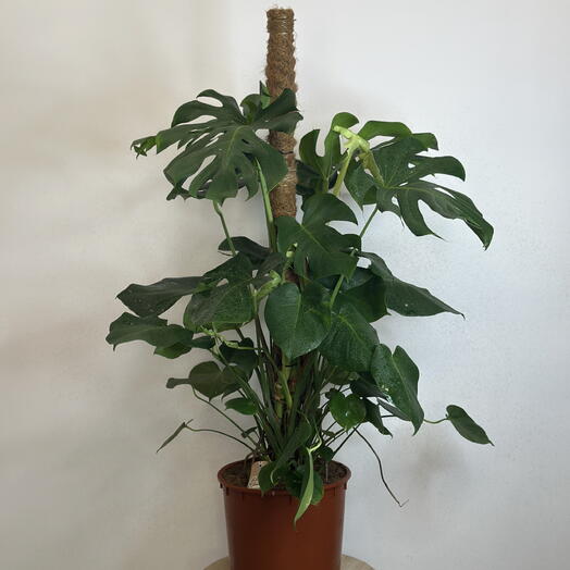Монстера XL 🌿