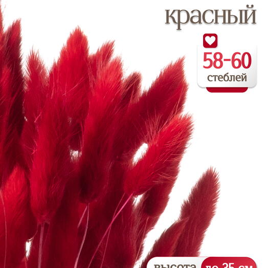 Лагурус красный 60 шт. Высший сорт. Высота 25-35 см М229