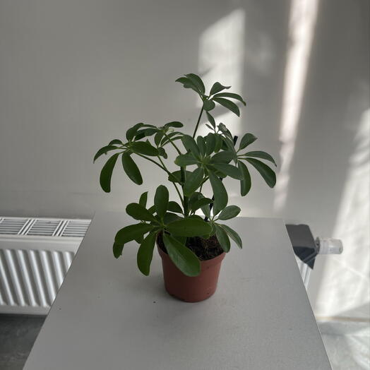 Schefflera😍