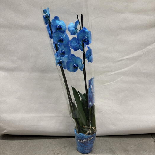 Орхидея синяя фаленопсис 💙