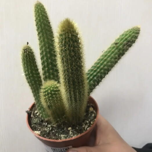 Кактус