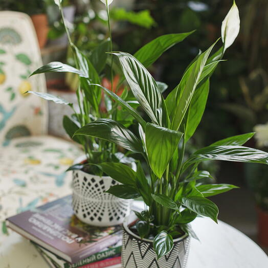 Spathiphyllum